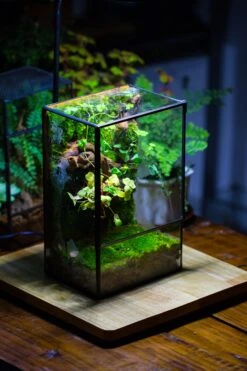 NCYP Close Geometric Glass Terrarium With Door, Tin Sealed Rectangle Tall Moss Wall Planter For Moss Wall, Fern, Landscape Multiple Size -Ncyp Garden Sale Shop IMG 0096 2