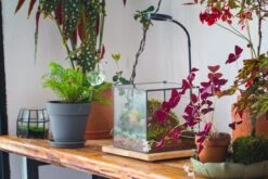 NCYP Basic Rectangle Close Geometric Glass Tin Terrarium, Planter Multiple Size For Moss Wall, Fern, Landscape Multiple Size, No Plants -Ncyp Garden Sale Shop IMG 0097