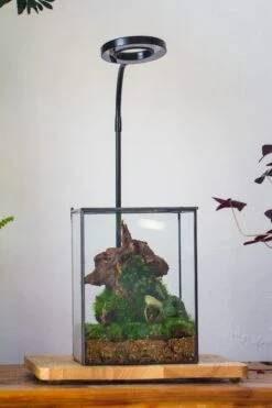 NCYP Basic Rectangle Close Geometric Glass Tin Terrarium, Planter Multiple Size For Moss Wall, Fern, Landscape Multiple Size, No Plants -Ncyp Garden Sale Shop IMG 0098