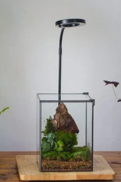 NCYP Basic Rectangle Close Geometric Glass Tin Terrarium, Planter Multiple Size For Moss Wall, Fern, Landscape Multiple Size, No Plants -Ncyp Garden Sale Shop IMG 0102