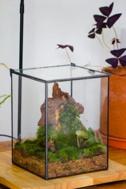 NCYP Basic Rectangle Close Geometric Glass Tin Terrarium, Planter Multiple Size For Moss Wall, Fern, Landscape Multiple Size, No Plants -Ncyp Garden Sale Shop IMG 0104