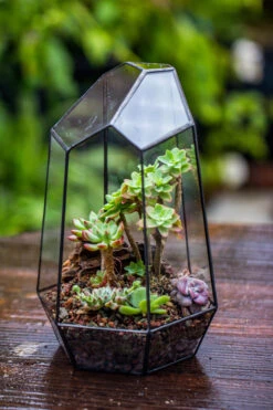 Handmade Irregular Tall Black Glass Geometric Terrarium Various Size For Succulents Moss Airplants 22 Handmade Irregular Tall Black Glass Geometric Terrarium Various Size For Succulents Moss Airplants -Ncyp Garden Sale Shop IMG 0104 cbcb4c67 8d91 4e53 bcb9 686a5bef2b3d