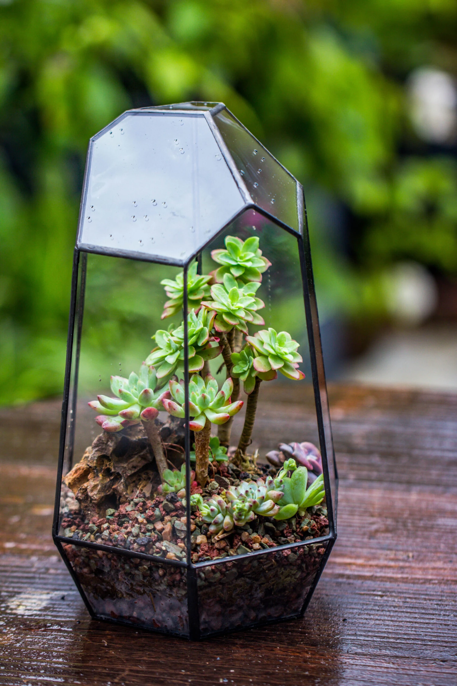 Handmade Irregular Tall Black Glass Geometric Terrarium Various Size For Succulents Moss Airplants 4 Handmade Irregular Tall Black Glass Geometric Terrarium Various Size For Succulents Moss Airplants - Image 4