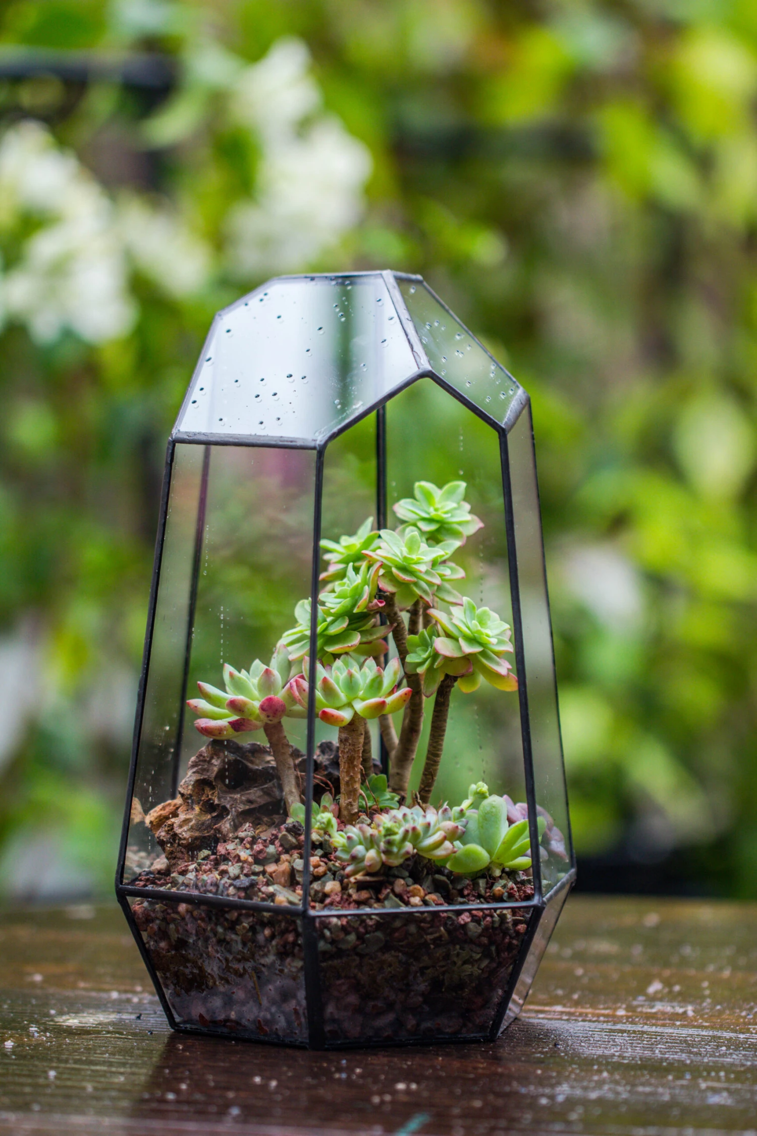 Handmade Irregular Tall Black Glass Geometric Terrarium Various Size For Succulents Moss Airplants 5 Handmade Irregular Tall Black Glass Geometric Terrarium Various Size For Succulents Moss Airplants - Image 5