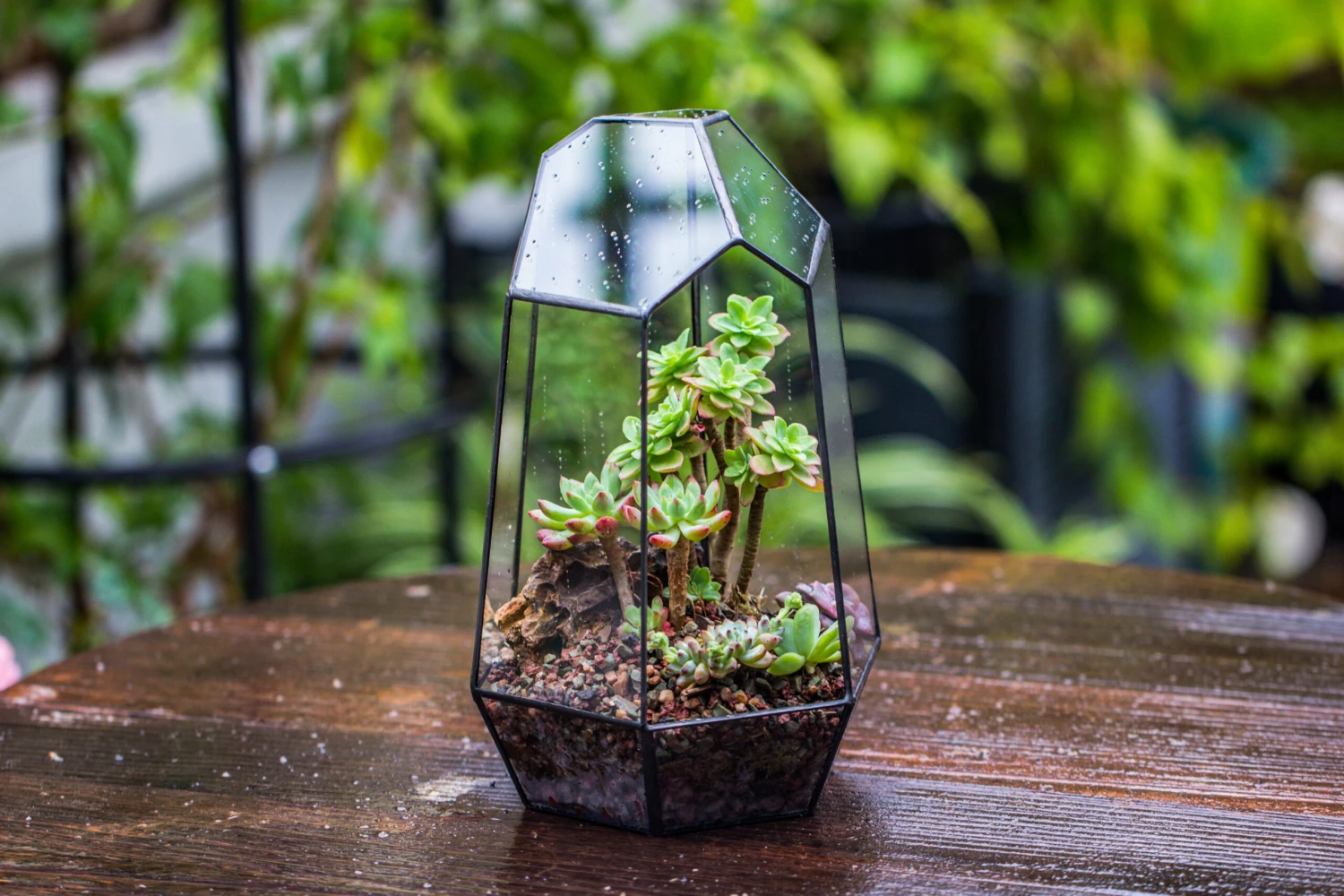 Handmade Irregular Tall Black Glass Geometric Terrarium Various Size For Succulents Moss Airplants 2 Handmade Irregular Tall Black Glass Geometric Terrarium Various Size For Succulents Moss Airplants - Image 2