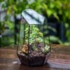 Handmade Irregular Tall Black Glass Geometric Terrarium Various Size For Succulents Moss Airplants