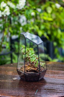 Handmade Irregular Tall Black Glass Geometric Terrarium Various Size For Succulents Moss Airplants 25 Handmade Irregular Tall Black Glass Geometric Terrarium Various Size For Succulents Moss Airplants -Ncyp Garden Sale Shop IMG 0110