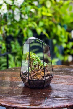 Handmade Irregular Tall Black Glass Geometric Terrarium Various Size For Succulents Moss Airplants 27 Handmade Irregular Tall Black Glass Geometric Terrarium Various Size For Succulents Moss Airplants -Ncyp Garden Sale Shop IMG 0112