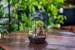 Handmade Irregular Tall Black Glass Geometric Terrarium Various Size For Succulents Moss Airplants 28 Handmade Irregular Tall Black Glass Geometric Terrarium Various Size For Succulents Moss Airplants -Ncyp Garden Sale Shop IMG 0113