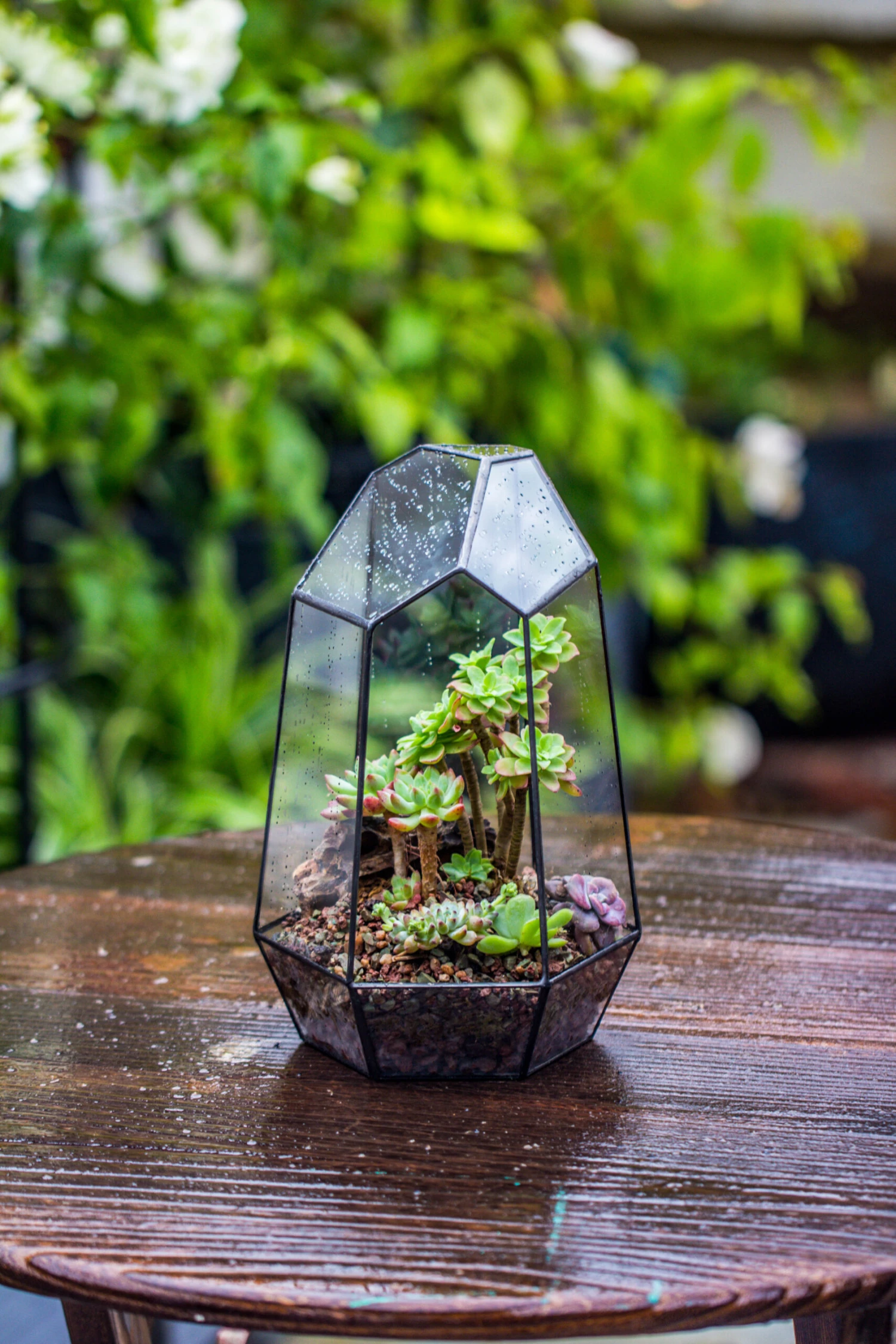 Handmade Irregular Tall Black Glass Geometric Terrarium Various Size For Succulents Moss Airplants 11 Handmade Irregular Tall Black Glass Geometric Terrarium Various Size For Succulents Moss Airplants - Image 11