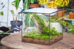 10" Cube Close Geometric Glass Tin Terrarium, Planter For Moss Wall, Fern, Landscape No Plants 31 10" Cube Close Geometric Glass Tin Terrarium, Planter For Moss Wall, Fern, Landscape No Plants -Ncyp Garden Sale Shop IMG 0156 4f45b302 ac00 4900 a467 66568b95b564