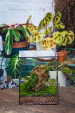 10" Cube Close Geometric Glass Tin Terrarium, Planter For Moss Wall, Fern, Landscape No Plants 34 10" Cube Close Geometric Glass Tin Terrarium, Planter For Moss Wall, Fern, Landscape No Plants -Ncyp Garden Sale Shop IMG 0161 8c21fc98 9053 4598 a091 e57d74a615cb