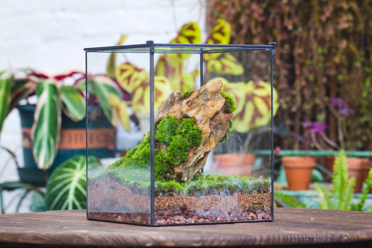 10" Cube Close Geometric Glass Tin Terrarium, Planter For Moss Wall, Fern, Landscape No Plants 16 10" Cube Close Geometric Glass Tin Terrarium, Planter For Moss Wall, Fern, Landscape No Plants - Image 16