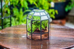 Half Dome Geometric Glass Terrarium, Close, Succulents Planter Pot Miniature Landscape Bonsai Container -Ncyp Garden Sale Shop IMG 0174
