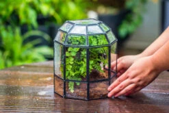 Half Dome Geometric Glass Terrarium, Close, Succulents Planter Pot Miniature Landscape Bonsai Container -Ncyp Garden Sale Shop IMG 0178 4eb06fb2 993a 4830 9193 c59a15220245