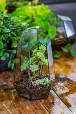 Handmade Irregular Tall Black Glass Geometric Terrarium Various Size For Succulents Moss Airplants 31 Handmade Irregular Tall Black Glass Geometric Terrarium Various Size For Succulents Moss Airplants -Ncyp Garden Sale Shop IMG 0221