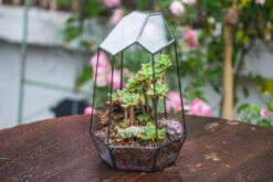 Handmade Irregular Tall Black Glass Geometric Terrarium Various Size For Succulents Moss Airplants 32 Handmade Irregular Tall Black Glass Geometric Terrarium Various Size For Succulents Moss Airplants -Ncyp Garden Sale Shop IMG 0223