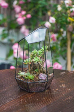 Handmade Irregular Tall Black Glass Geometric Terrarium Various Size For Succulents Moss Airplants 33 Handmade Irregular Tall Black Glass Geometric Terrarium Various Size For Succulents Moss Airplants -Ncyp Garden Sale Shop IMG 0224