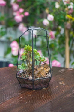 Handmade Irregular Tall Black Glass Geometric Terrarium Various Size For Succulents Moss Airplants 34 Handmade Irregular Tall Black Glass Geometric Terrarium Various Size For Succulents Moss Airplants -Ncyp Garden Sale Shop IMG 0225