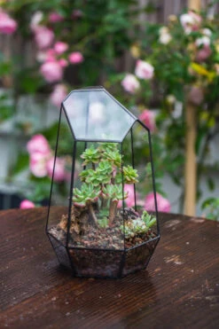 Handmade Irregular Tall Black Glass Geometric Terrarium Various Size For Succulents Moss Airplants 37 Handmade Irregular Tall Black Glass Geometric Terrarium Various Size For Succulents Moss Airplants -Ncyp Garden Sale Shop IMG 0227