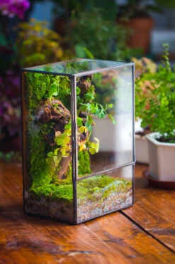 NCYP Close Geometric Glass Terrarium With Door, Tin Sealed Rectangle Tall Moss Wall Planter For Moss Wall, Fern, Landscape Multiple Size -Ncyp Garden Sale Shop IMG 0228
