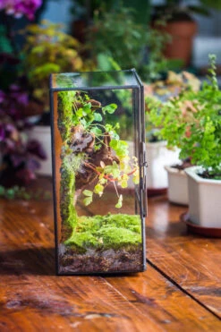 NCYP Close Geometric Glass Terrarium With Door, Tin Sealed Rectangle Tall Moss Wall Planter For Moss Wall, Fern, Landscape Multiple Size -Ncyp Garden Sale Shop IMG 0230