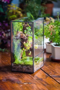 NCYP Close Geometric Glass Terrarium With Door, Tin Sealed Rectangle Tall Moss Wall Planter For Moss Wall, Fern, Landscape Multiple Size -Ncyp Garden Sale Shop IMG 0231