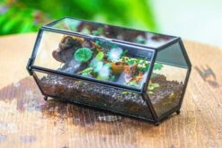 NCYP Long Hexagon Mimi Geometric Terrarium For Spiders And Small Insects -Ncyp Garden Sale Shop IMG 0358