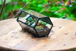 NCYP Long Hexagon Mimi Geometric Terrarium For Spiders And Small Insects -Ncyp Garden Sale Shop IMG 0361