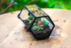 NCYP Long Hexagon Mimi Geometric Terrarium For Spiders And Small Insects -Ncyp Garden Sale Shop IMG 0367 2
