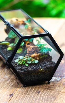 NCYP Long Hexagon Mimi Geometric Terrarium For Spiders And Small Insects -Ncyp Garden Sale Shop IMG 0367