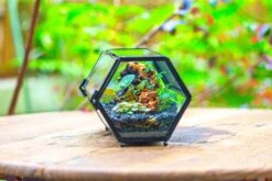 NCYP Long Hexagon Mimi Geometric Terrarium For Spiders And Small Insects -Ncyp Garden Sale Shop IMG 0368 2