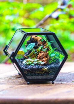 NCYP Long Hexagon Mimi Geometric Terrarium For Spiders And Small Insects -Ncyp Garden Sale Shop IMG 0368