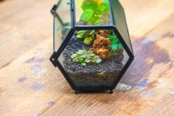 NCYP Long Hexagon Mimi Geometric Terrarium For Spiders And Small Insects -Ncyp Garden Sale Shop IMG 0370