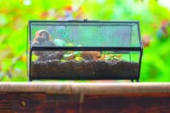 NCYP Long Hexagon Mimi Geometric Terrarium For Spiders And Small Insects -Ncyp Garden Sale Shop IMG 0376