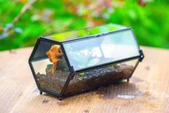 NCYP Long Hexagon Mimi Geometric Terrarium For Spiders And Small Insects -Ncyp Garden Sale Shop IMG 0379