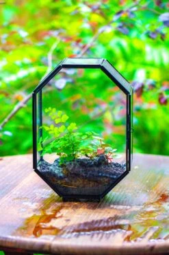 NCYP Octagon 6x8 Inches Geometric Terrarium With Vents For Small Insects -Ncyp Garden Sale Shop IMG 0387