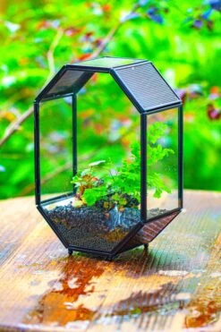 NCYP Octagon 6x8 Inches Geometric Terrarium With Vents For Small Insects -Ncyp Garden Sale Shop IMG 0404