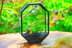 NCYP Octagon 6x8 Inches Geometric Terrarium With Vents For Small Insects -Ncyp Garden Sale Shop IMG 0405