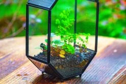 NCYP Octagon 6x8 Inches Geometric Terrarium With Vents For Small Insects -Ncyp Garden Sale Shop IMG 0409