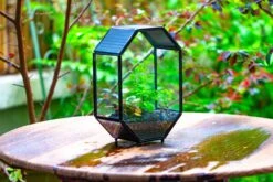 NCYP Octagon 6x8 Inches Geometric Terrarium With Vents For Small Insects -Ncyp Garden Sale Shop IMG 0412