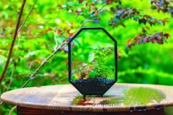 NCYP Octagon 6x8 Inches Geometric Terrarium With Vents For Small Insects -Ncyp Garden Sale Shop IMG 0414