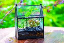 Vintage Mini House Shape Glass Geometric Terrarium For Jumping Spider -Ncyp Garden Sale Shop IMG 0422
