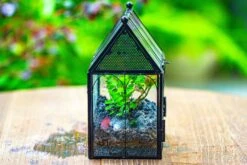 Vintage Mini House Shape Glass Geometric Terrarium For Jumping Spider -Ncyp Garden Sale Shop IMG 0427