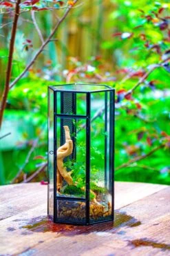 NCYP Tall Hexagon Mimi Geometric Terrarium For Spiders And Small Insects -Ncyp Garden Sale Shop IMG 0458 2