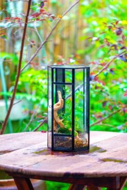 NCYP Tall Hexagon Mimi Geometric Terrarium For Spiders And Small Insects -Ncyp Garden Sale Shop IMG 0460