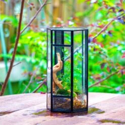 NCYP Tall Hexagon Mimi Geometric Terrarium For Spiders And Small Insects