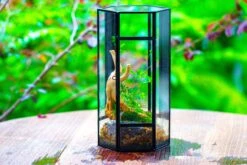 NCYP Tall Hexagon Mimi Geometric Terrarium For Spiders And Small Insects -Ncyp Garden Sale Shop IMG 0461