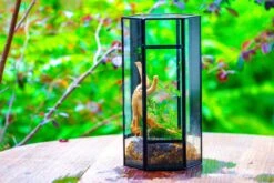 NCYP Tall Hexagon Mimi Geometric Terrarium For Spiders And Small Insects -Ncyp Garden Sale Shop IMG 0462
