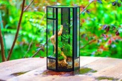 NCYP Tall Hexagon Mimi Geometric Terrarium For Spiders And Small Insects -Ncyp Garden Sale Shop IMG 0463